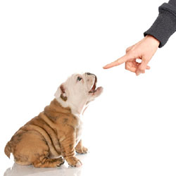 Basic Dog Training part IV 